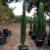 Cupressus sempervirens Glauca - Pencil Pine Conifer